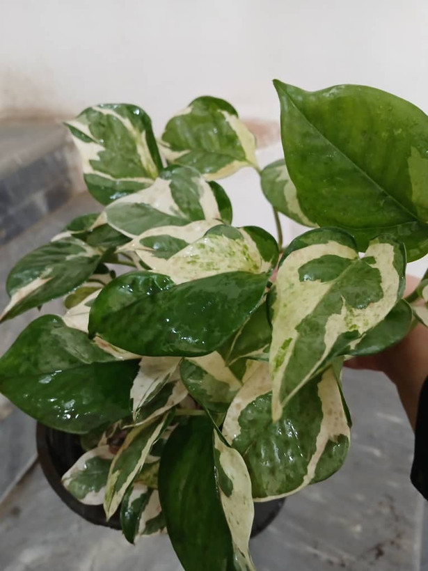 گل آپارتمانی پتوس ارتشی