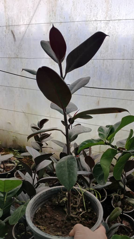 گل آپارتمانی زیبای فیکوس بلک سطل۵