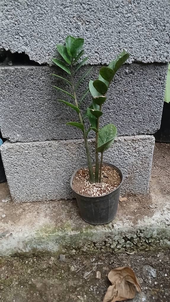 تصویر گل زیبای زاموفیلیا سبز گلدان۱۴ 