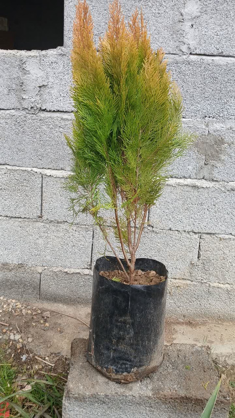 درخت کاج کامیس طلایی چتری گلدان ۱۷پرریشه تنه قوی ۳ساله