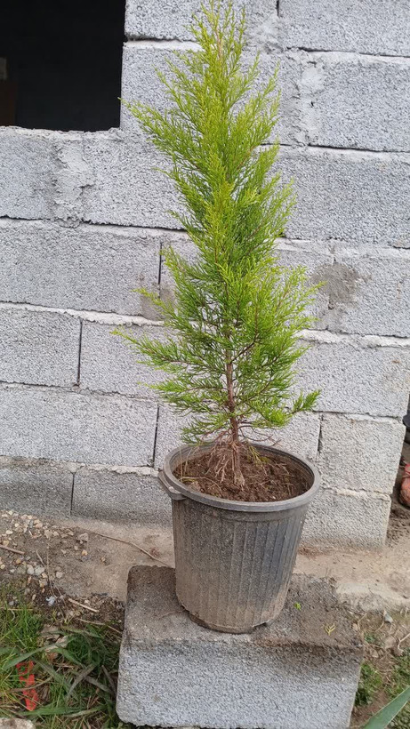 درخت کاج لاوسون طلایی قدبالای ۱متر درسطل نیم زباله