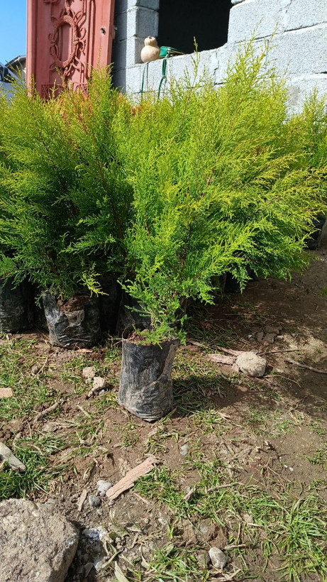 درخت زیبای لاوسون طلایی سایز سطل۴