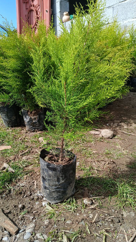 درخت زیبای لاوسون طلایی سایز سطل۴